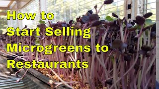 How to Start Selling Microgreens to the Restaurants