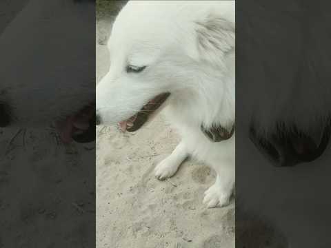 Cute white dog 😀#comedy #automobile #funny