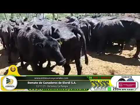 12-11-25 - Remate de Ganaderos de Elordi S.A. - Victorica, La Pampa