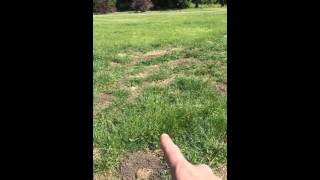 Understanding gopher damage