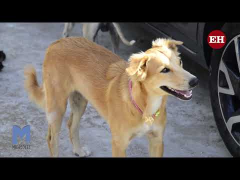Los amores caninos que nutren el alma de una psicóloga - ELHERALDO.CO