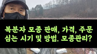 복분자 모종 판매
