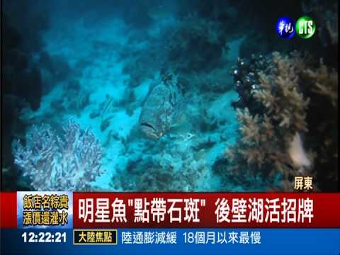 後壁湖明星魚失蹤 饕客吃下肚?!