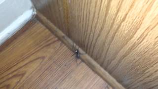 preview picture of video 'Wolf Spider in Murrells Inlet, South Carolina'