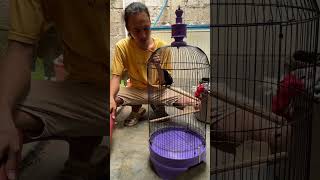 Download lagu Burung Cucak Keling Sudah Ditawar Jutaan Belum Dilepas #burung #kicaumania #qinarabanyuwangi mp3
