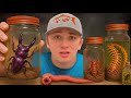 I Bought The Deadliest Insects To Keep As Pets