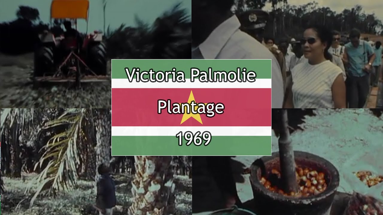 Victoria Suriname 1969 – De opkomst van de palmolieplantage aan de Surinamerivier