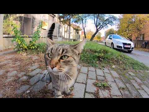 Plimbare din Piața N.Bălcescu până la Casa Tineretului, Timișoara-România