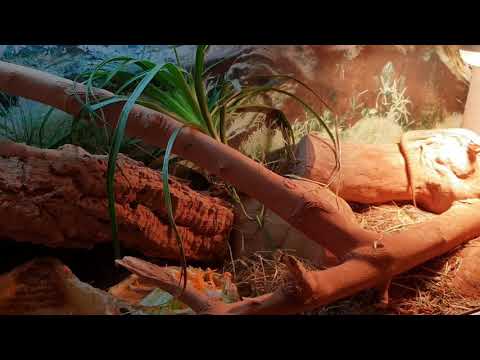 Desert Iguanas - Dipsosaurus dorsalis