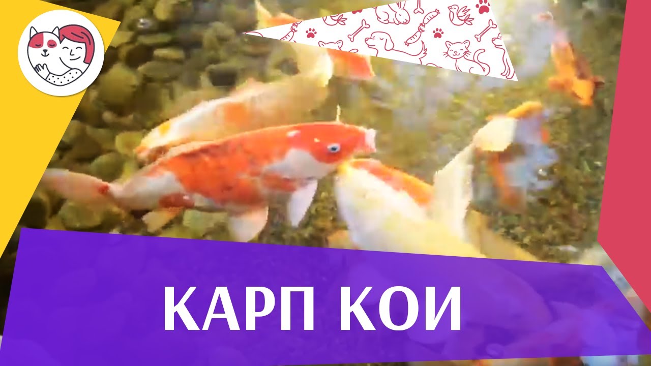 Карп кои Содержание на ilikepet