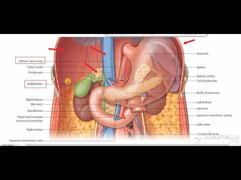 Suprarenal glands relations 1