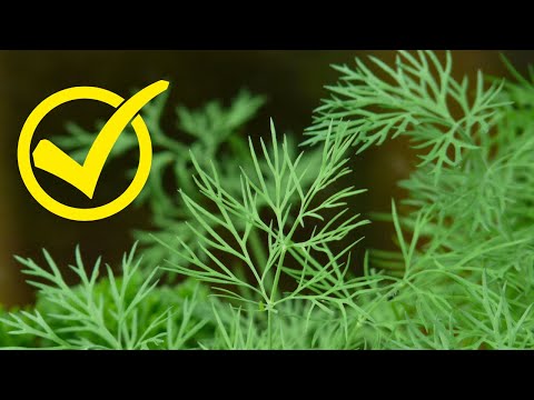 Dill erfolgreich anbauen: Tipps für Topf & Garten