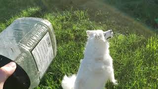 2020/12/15 Free Toy of Nuts Container with Latte【アメリカンエスキモードッグ/American Eskimo Dog】