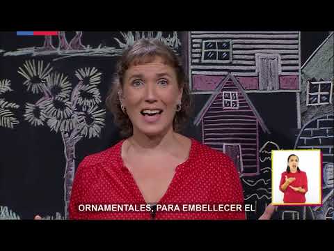 AprendoTV 2021 - 3° y 4° básico - Capítulo 08: El patio de la casa
