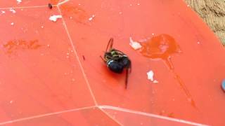 Bald-faced Hornet kills Yellowjacket