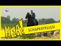 Op het paard schapen tellen | HEA!
