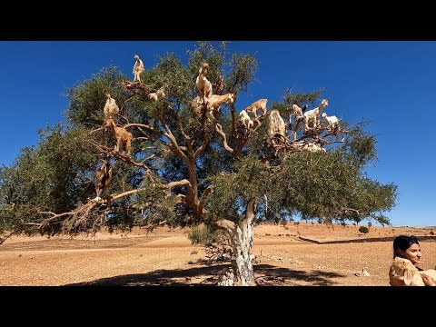 The Goat in Argan Trees, Essaouira Beach & Argan Factory - Morocco