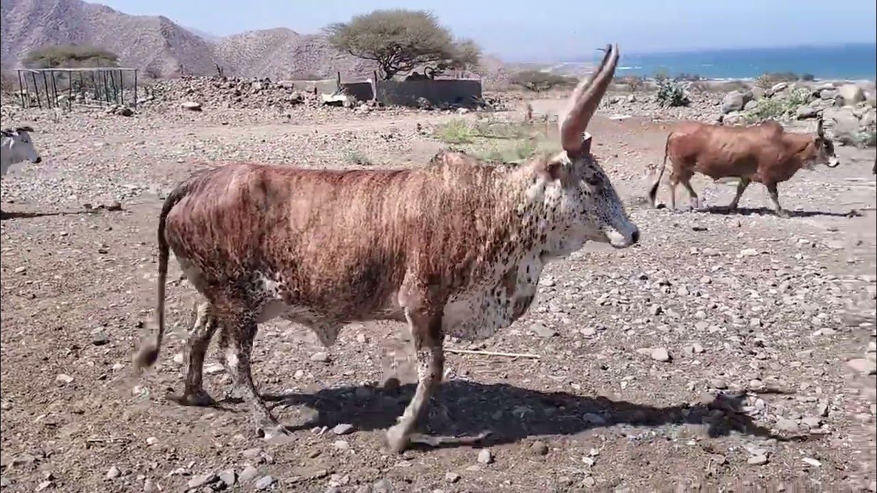 Présentation de l'Agriculture à Djibouti