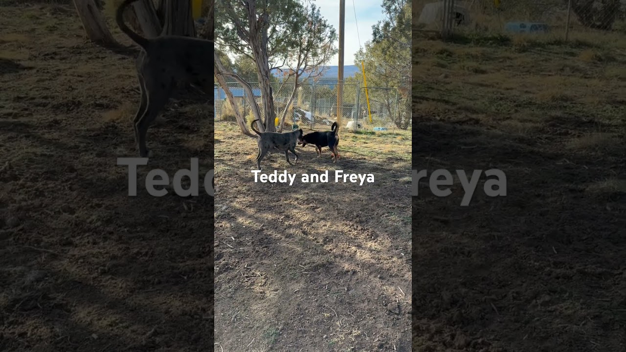 Teddy, a Adoptable mixed breed in Durango, CO video 3/4