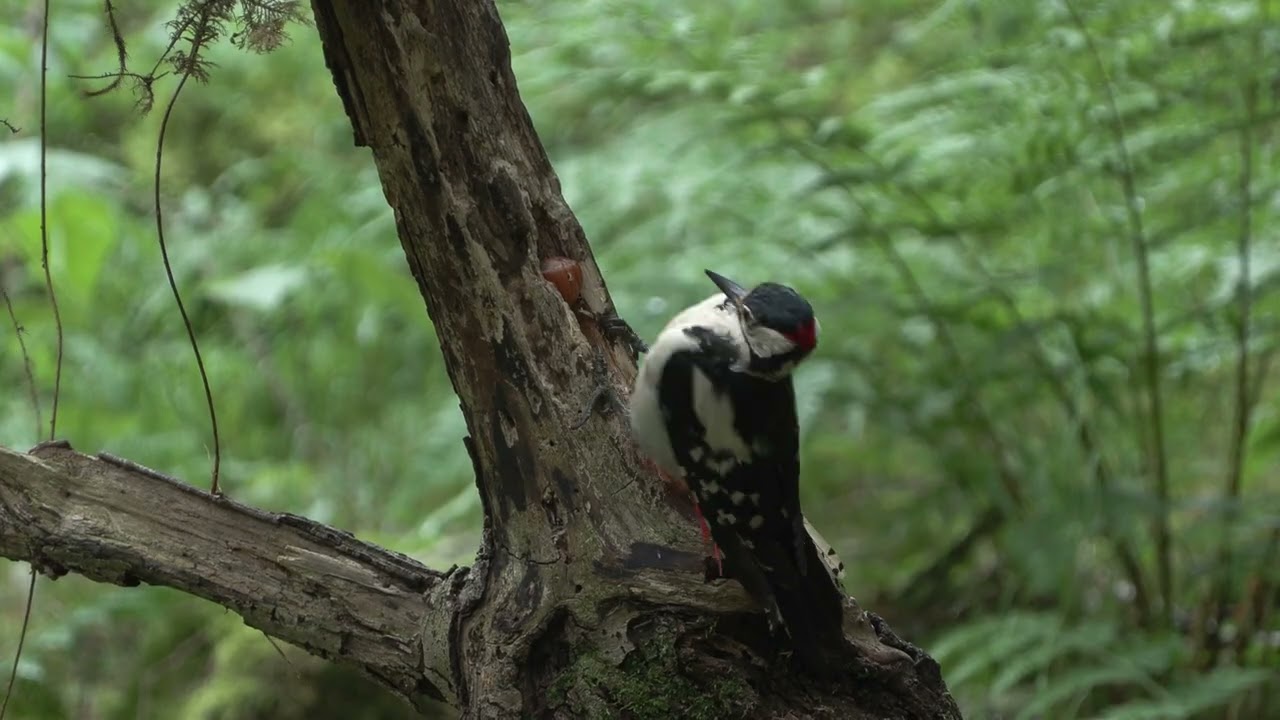 Great Spotted Woodpecker Opening a Hazelnut || ViralHog
