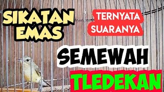 Download lagu HOW TO CARE FOR GOLDEN BRUSHES SO THEY COME OUT QUICKLY mp3 Download lagu HOW TO CARE FOR GOLDEN BRUSHES SO THEY COME OUT QUICKLY mp3