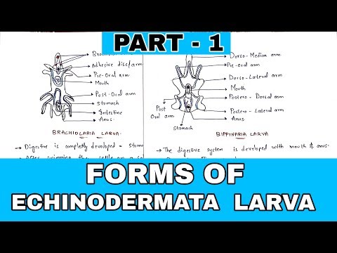Inter 2nd year SYNAPTIC TRANSMISSION ZOOLOGY