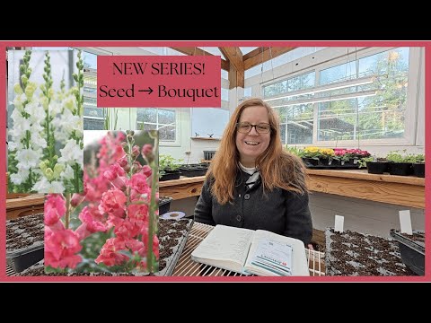 From Seed to Bouquet 🌷 Episode 1 | Starting Snapdragons from Seed