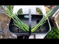 Harvesting the Scapes from Elephant Garlic and Leeks - 8th June 2021