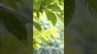 Download lagu Suara Hujan Tenang Tanpa Petir Untuk Tidur Nyenyak mp3