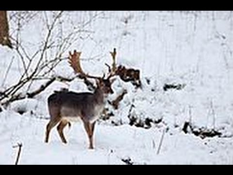 Damwild und Damhirsche. Schaufler ganz vertraut.