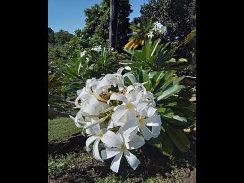 Voqa Kei Munia ~ Suliana Rauluni