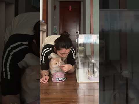救命！現在道具越來越多了！【幫幫媽媽】  #慢食碗根本攔不住饕餮貓#咪要吃飯#饕餮#萌寵出道計劃#funny#shorts