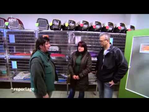 Katzen Alarm! Invasion der Streuner   Dokumentation über Katzen