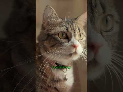 Why Are Cats’ Noses Unique? The Amazing Facts About Feline Smell!