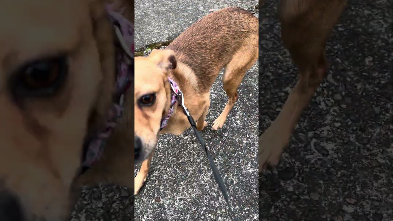 Enlarge Punkin, an adopted Chihuahua in Tigard, OR video 5/5