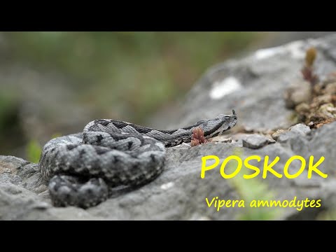 Poskok (Vipera ammodytes)