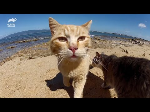 ヨーロッパの猫