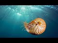 Nautilus (Living Fossils) #shorts