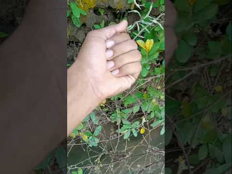 I found a Beautiful insect #jwildlifetv