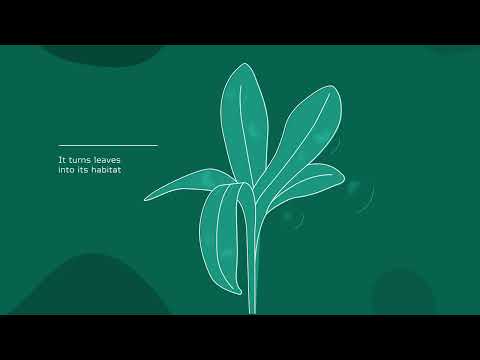 Youtube videoe NitroFix biotrąša – azotą iš oro fiksuojančios bakterijos, 180 ml