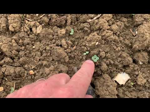 Organic Oilseed Rape? But, not the first to grow it in the UK as declared on the video! see comments