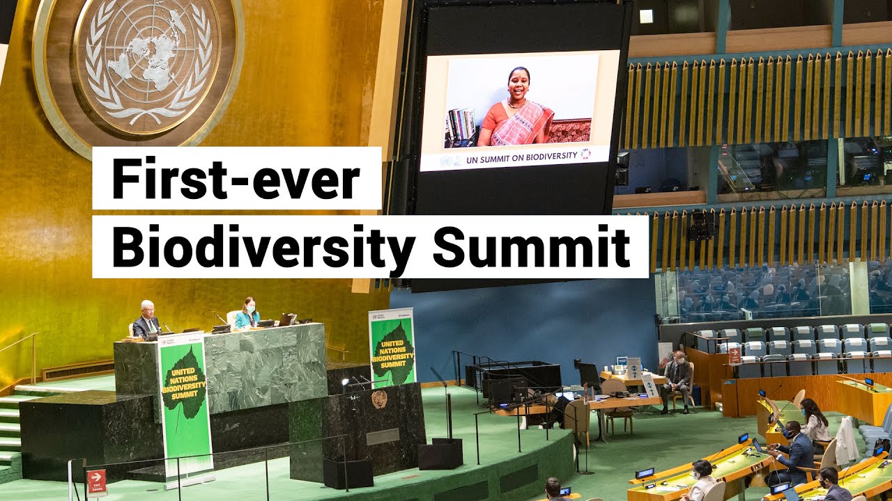 UN holds first-ever biodiversity summit