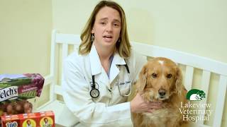 Pet Care Insights - Health risk of Grapes and Raisins for Dogs