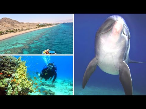 GoEco Israel - Coral Reef Conservation