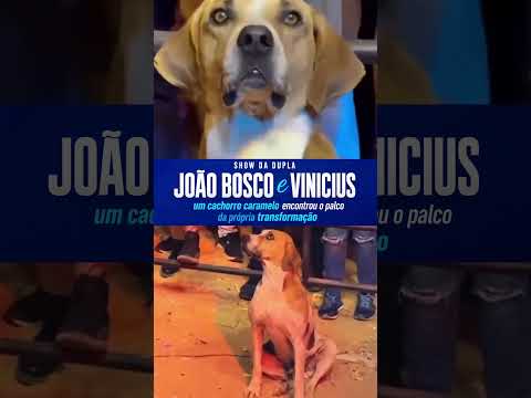 No show da dupla João Bosco e Vinicius este cachorro caramelo encontrou o palco que mudaria sua vida
