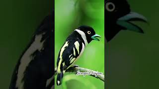Download lagu Sempur hujan #birds #thebirdsonggroup #birdsounds #birdsong #nature mp3