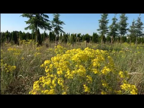 Günzburg. 25.06.2023. Mein Spaziergang.
