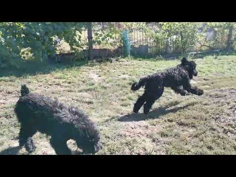 Schwarzer Russischer Terrier Welpe kaufen