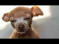 Chihuahua Cries When Dad Leaves Without Him
