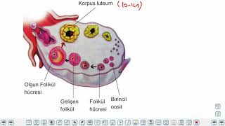 Eğitim Vadisi 11.Sınıf Biyoloji 17.Föy Dişilerde Menstural Döngü Konu Anlatım Videoları